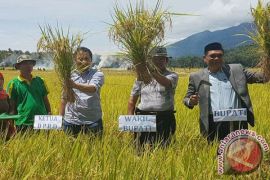 Bupati Kolaka Panen Padi di Iwoimendaa 