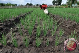 PETANI KESULITAN BIBIT BAWANG  Page 1 Small