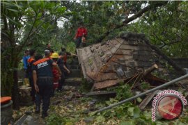 Pohon Kramat Tumbang Timpa Pura Prajapati Denpasar