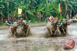 Pacuan Kerbau Makepung Jembrana Semakin Digemari