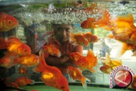 Indonesia menuju eksportir ikan hias terkemuka