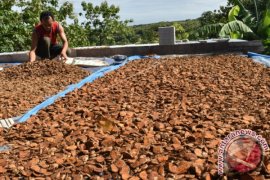 Tanaman Biofarmaka di Sultra Cukup Digemari Pasar 