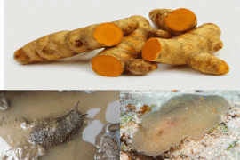 IPB Ciptakan Minuman Sehat Dari Lintah Laut Dan Temulawak