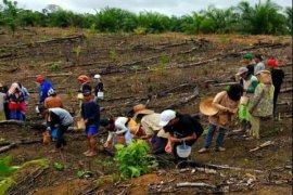 Warga Barito Utara Mulai Tanam Padi Ladang