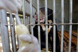 Beruang Berkawan dengan Jagawan di Restorasi Ekosistem