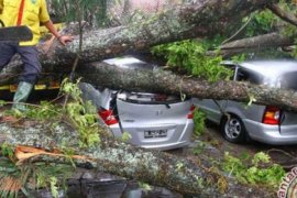 Dilanda Cuaca Ekstreme, Pemko Pekanbaru Waspadai Pohon Berpotensi Tumbang