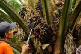 Harga TBS CPO Riau Kembali Mengalami Penurunan Akibat Faktor Internal