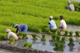 Pemkab Kuansing Serahkan Bantuan 150.000 Batang Bibit Sawit Kepada Petani 