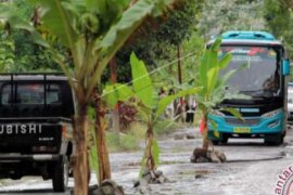 Protes Kepada Pemerintah, Warga Pekanbaru Tanam Pepaya Di Badan Jalan