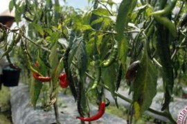 Santri Ponpes Inhil Kembangkan Budidaya Tanaman Cabai Seluas 500 Meter