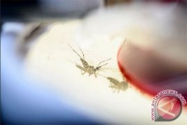 Kasus chikungunya meningkat dua kali lipat di Singapura