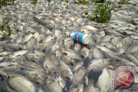 Ikan mati di sungai sedang diselidiki DLH Mukomuko