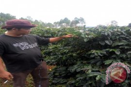 Sigararutang Andalan Petani Kopi Humbahas