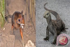 Memetik Makna Cerita "Pilanduk Dan Biawak" 
