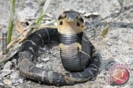 BKSDA Gorontalo Terima Ular Kobra Temuan Warga