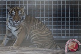 Dua ekor harimau sumatera dikonfirmasi BBKSDA muncul di Pelalawan