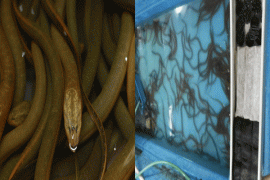 Peneliti IPB Puasakan Ikan Untuk Hindari Stres Selama Pengangkutan