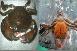 Peneliti IPB Teliti pH Optimum Untuk Pertumbuhan Kepiting Bakau