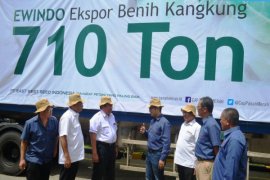 Ewindo Ekspor 710 Ton Benih Kangkung