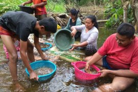 Petani berharap 2018 harga lada naik