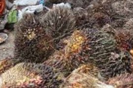 Harga Sawit Riau Turun Dipenghujung Tahun