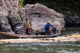 Pembalakan Liar Di Kawasan Konservasi Rimbang Baling Merajalela Secara Terorganisir