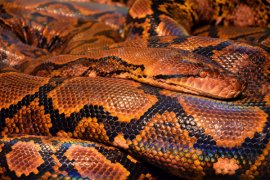 BBKSDA Riau evakuasi ular piton kekenyangan dari Desa Api-api