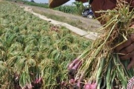 Tingkatkan Pendapatan, Petani Siak Lakukan Swadaya Bawang Merah
