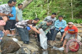 12 Ribu Bibit Ikan Ditebar di Kawasan Ikan Larangan Solok Selatan