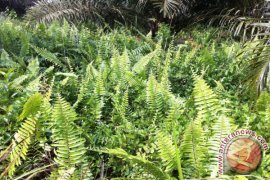 Peneliti IPB Jelaskan Peran Gulma Pakis Sebagai Tanaman Penutup Tanah Di Perkebunan