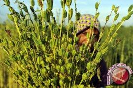 Manfaat wijen untuk kulit dan rambut