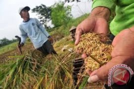 Kodim dukung tingkatkan produksi padi di Halut