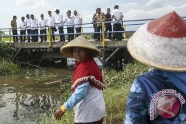 Presiden Tinjau Desa Padat Karya Tunai Banyuasin Page 2 Small