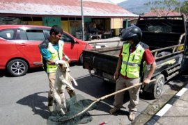 Solok Selatan bentuk satgas penanganan anjing liar