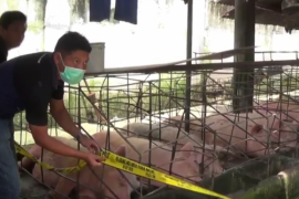 Peternakan Babi di Blitar Ditutup