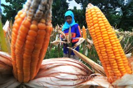 Panen Jagung Madura