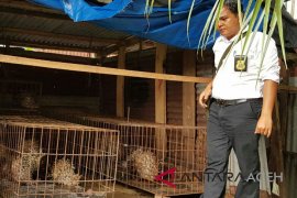 Warga pelihara 67 ekor landak ditangkap polisi