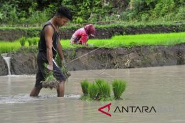 Benih Padi Tahan Wereng