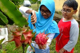 Agrowisata Buah Naga Rembangan Jember Ramai Dikunjungi Wisatawan (Video)