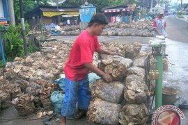 Volume ekspor karet alam Sumut turun  10 persen