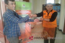 Warga serahkan seekor Kukang Sumatera ke petugas BKSDA Rejang Lebong