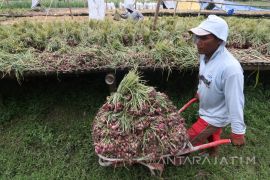 Pengeringan Bawang Merah