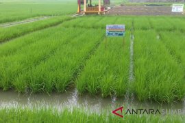 Ini target produksi padi di Pasaman Barat