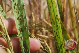 Wereng serang padi petani