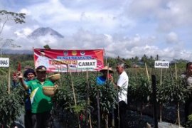 Pronojiwo Jadi Kawasan Pengembangan Agribisnis Hortikultura