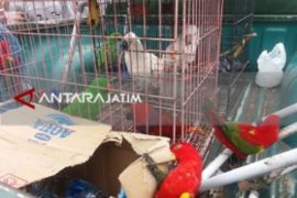 ProFauna-KSDA Amankan Belasan Burung Nuri dan Kakatua