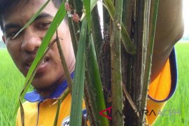 Tanaman padi di Aceh Utara digerogoti wereng