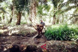 Produksi sawit di Singkil turun 40 persen
