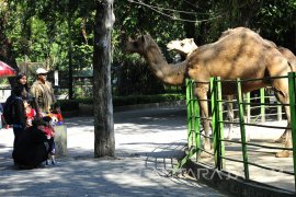 PDTS Kesulitan Atasi Kelebihan Populasi di KBS