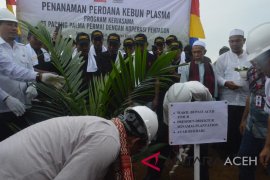 PT PPP kembangkan 720 ha kebun plasma